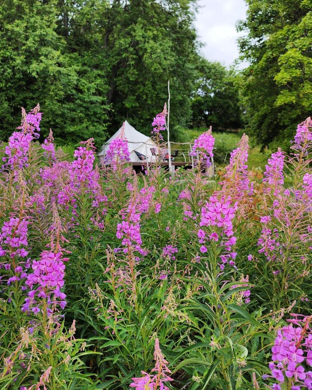 Mereaeaere Glamping Ja Rannamaja Liimala المظهر الخارجي الصورة